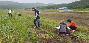 합천군 농촌일손돕기 본격 시작한다