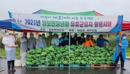 하동 양보면청년회, 이웃사랑 옥수수 수확 배부
