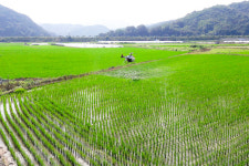 합천군, 벼 병해충 무인헬기 공동 방제 한다
