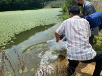 사천시, 내수면 수산자원조성용 어린고기 방류했다