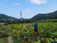 거제 연초면 주민자치회 환경정비 활동
