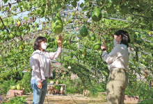 산청 남산마을 “박 구경하고 대박 나세요”