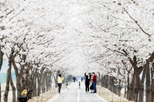 ‘희망의 봄’…의령의 봄은 어디를 가도 아름답다