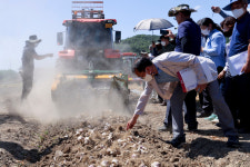합천군, 마늘 기계 수확 작업 현장 연시회 가져