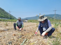 농협 창녕군지부·남지농협, 양파수확 일손돕기 나서