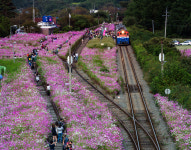 하동 북천 코스모스·메밀꽃축제 주말 개막