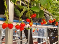 (주) 드림팜, 국내 최초 설향 딸기 여름재배 성공