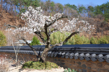 [특집] 오매불망 (五梅不忘) 기다려 온 산청 남사예담촌 일곱 매화