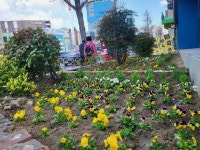 마산회원구 합성2동, 새봄맞이 꽃길 조성 한창
