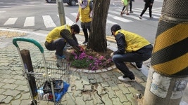 마산회원구 합성2동, 팔용로 가로변 꽃잔디로 새단장