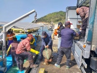 창원시, 마을 어장 내 바지락 종자 약 6t 살포