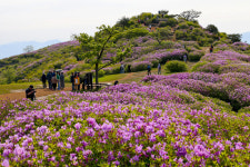 합천군, 제28회 황매산 철쭉제 성료