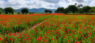 밀양강 둔치, 꽃양귀비의 아름다운 풍경으로 물들다