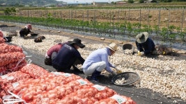 고성군 인구청년추진단, 농촌 일손 더해