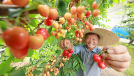 [포토] 새콤달콤 체리 첫 수확
