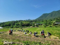 합천군 가야면, 농촌일손돕기 추진