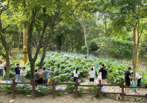 진주시, 제3회 월아산 숲속의 진주 수국축제 성료