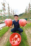 아삭아삭 산청 황매산골 햇사과 본격 출하