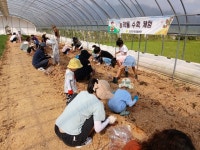 고성군 함께 고구마 캐니 기분 좋구마~