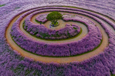 핑크빛으로 물든 합천군, 핑크뮬리 군락지 핑크마켓 운영