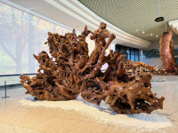 경상남도산림박물관 기획전시 나무, 고귀한 아름다움으로부터 개최