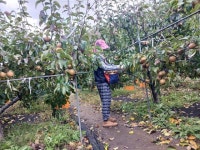 양산시 농업기술센터, 가을철 농촌 일손돕기 추진