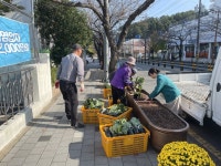 통영시 봉평동행정복지센터 겨울꽃 꽃양배추 식재