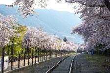 창원특례시, 진해군항제 연계 숙박형 크루즈선 유치