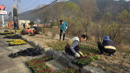 밀양시 삼랑진읍, 봄꽃 향기 가득한 거리 조성