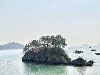 고성군 하일면 솔섬, 상춘객 발길 잡는 핑크빛 진달래