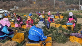 밀양시 산내면, 미세먼지·기관지 건강에 좋은 맥문동 첫 수확