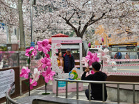 마금산 온천 족욕 체험장 진달래 DAY운영