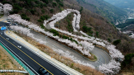 의령 자굴산 색소폰도로에서 벚꽃 엔딩 즐겨요