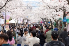 통영시 봉평동"봉숫골 벚꽃축제 방문객 85.6%가 만족한다"응답