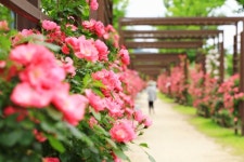 합천군, 5월의 꽃 장미로 가득핀 꽃길