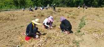 합천군 쌍백면사무소, 농번기 맞아 농촌일손돕기 구슬땀