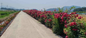 밀양시 상남면 평촌3리 주민들이 직접 가꾼 장미길, 꽃길 명소로 부상