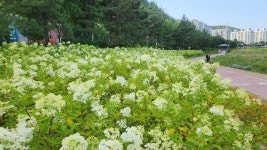 마산회원구 내서읍, 도심 속 광려천 힐링 산책하세요