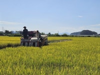 창원특례시,벼 수발아 주의보 적기 수확 당부