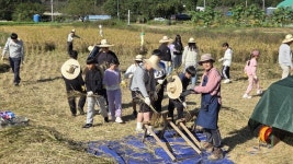남해 미조초등학교 학생들, 벼 수확 기쁨 누려
