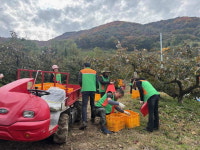밀양시 초동면 자매결연도시 덕천2동, 단감 농가 일손 도와