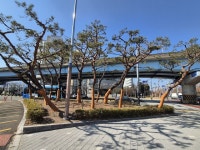 성산구, 성주광장 교차로 교통섬 내 대형 소나무 보호 강화