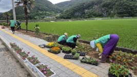 남해군 서면 새마을, 서상마을 주요 도로변 여름꽃 5,000본 식재