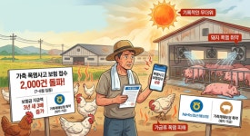 연일 폭염 축산농가 피해 비상... 보험 접수 2,000건 돌파