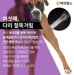 [카드뉴스] 강아지 이런 증상, 바로 병원으로