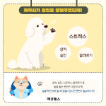 자꾸만 발을 핥아요…우리 강아지 발사탕 이유는? [강집사톡]