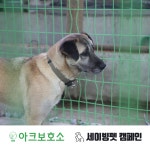 세이빙펫 캠페인, 아크 보호소와 함께 송도 펫페어 참여