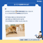 우리 강아지 발사탕 이유는?…가려움 때문 [슬집생]