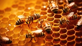 꿀벌이 인간에게 준 선물 프로폴리스…항산화·구강 항균작용·염증 예방 한번에 잡는다