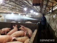 【홍성】홍성군, 아프리카돼지열병(ASF) 담당관제 도입